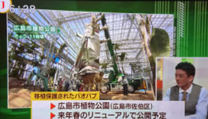 バオバブの木移植プロジェクトを広島ホームテレビで放送①