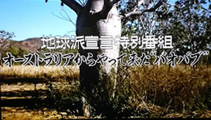 バオバブの木移植プロジェクトを広島ホームテレビで放送⑤